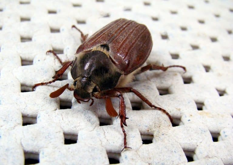 May Bug (Cockchafer) is not a cockroach