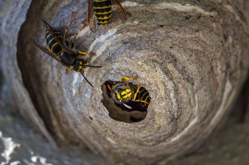 Pest Control - Wasp Nest Treatment and Removal