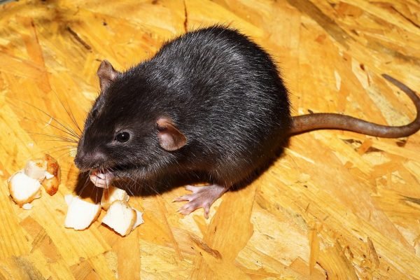 Pest Insights - Ripley Pest Management
